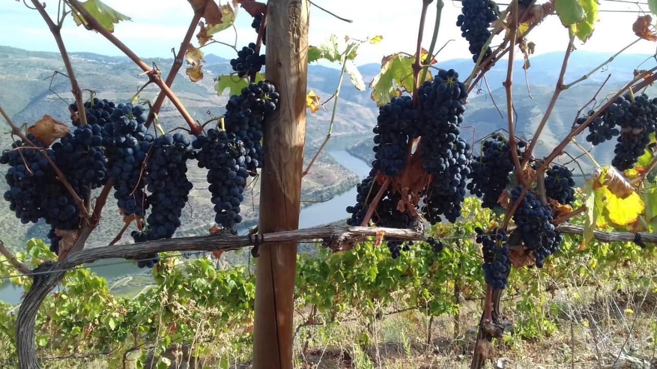 Stay At The Winemaker Ervedosa do Douro Dış mekan fotoğraf